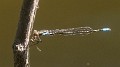 Pseudagrion sudanicum--2